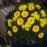 cvecara-ikebana-becej